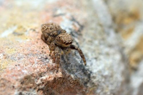Réf. 342 844 : Neaetha membrosa